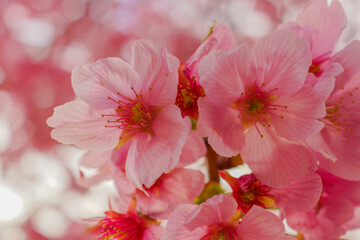 桜のマクロ撮影