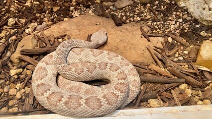 snake on the ground