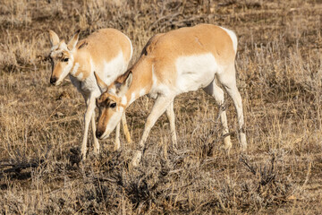 young antelope in the wild