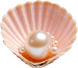 beautiful white shiny pearl with shell isolated on white or transparent background,transparency 