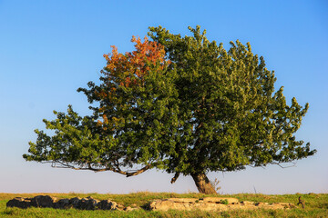 maple tree with a hint of autumn