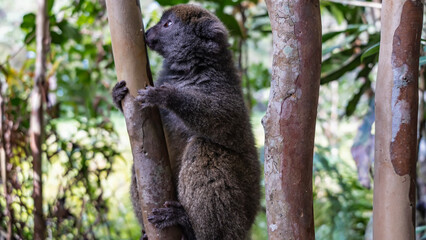 A cute little bamboo lemur Hapalemur griseus is sitting on a tree, holding onto the trunk with its paws. Fluffy fur, shiny eyes. Side view. Madagascar. Vakona Forest Reserve © Вера 
