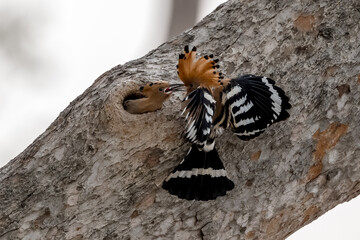 Common Hoopoe, Hoopoe (Upupa epops) The body has light brown stripes. or white and black The mouth is long, slender and curved. Feeding the baby. Phra Nakhon Si Ayutthaya, Thailand.