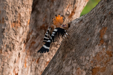 Common Hoopoe, Hoopoe (Upupa epops) The body has light brown stripes. or white and black The mouth is long, slender and curved. Feeding the baby. Phra Nakhon Si Ayutthaya, Thailand. © Pluto Mc