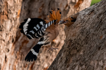 Common Hoopoe, Hoopoe (Upupa epops) The body has light brown stripes. or white and black The mouth...