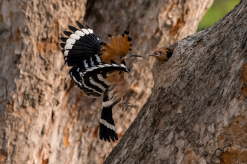 Common Hoopoe, Hoopoe (Upupa epops) The body has light brown stripes. or white and black The mouth is long, slender and curved. Feeding the baby. Phra Nakhon Si Ayutthaya, Thailand. © Pluto Mc