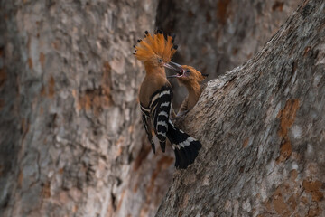 Common Hoopoe, Hoopoe (Upupa epops) The body has light brown stripes. or white and black The mouth is long, slender and curved. Feeding the baby. Phra Nakhon Si Ayutthaya, Thailand. © Pluto Mc