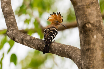 Common Hoopoe, Hoopoe (Upupa epops) The body has light brown stripes. or white and black The mouth is long, slender and curved. Feeding the baby. Phra Nakhon Si Ayutthaya, Thailand. © Pluto Mc