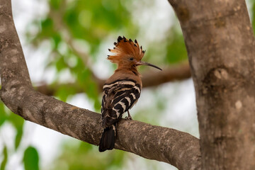 Common Hoopoe, Hoopoe (Upupa epops) The body has light brown stripes. or white and black The mouth is long, slender and curved. Feeding the baby. Phra Nakhon Si Ayutthaya, Thailand.