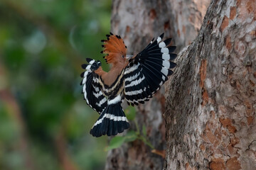 Common Hoopoe, Hoopoe (Upupa epops) The body has light brown stripes. or white and black The mouth is long, slender and curved. Feeding the baby. Phra Nakhon Si Ayutthaya, Thailand. © Pluto Mc