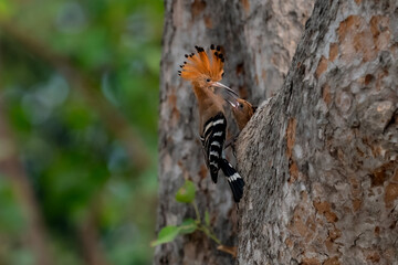 Common Hoopoe, Hoopoe (Upupa epops) The body has light brown stripes. or white and black The mouth is long, slender and curved. Feeding the baby. Phra Nakhon Si Ayutthaya, Thailand.