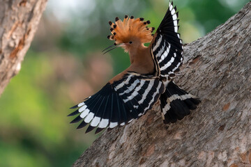 Common Hoopoe, Hoopoe (Upupa epops) The body has light brown stripes. or white and black The mouth is long, slender and curved. Feeding the baby. Phra Nakhon Si Ayutthaya, Thailand. © Pluto Mc