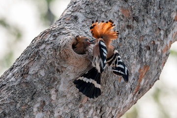 Common Hoopoe, Hoopoe (Upupa epops) The body has light brown stripes. or white and black The mouth is long, slender and curved. Feeding the baby. Phra Nakhon Si Ayutthaya, Thailand. © Pluto Mc
