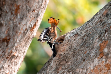 Common Hoopoe, Hoopoe (Upupa epops) The body has light brown stripes. or white and black The mouth is long, slender and curved. Feeding the baby. Phra Nakhon Si Ayutthaya, Thailand. © Pluto Mc