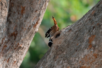 Common Hoopoe, Hoopoe (Upupa epops) The body has light brown stripes. or white and black The mouth is long, slender and curved. Feeding the baby. Phra Nakhon Si Ayutthaya, Thailand. © Pluto Mc