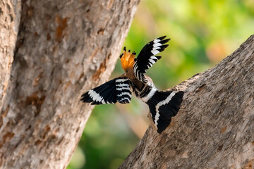 Common Hoopoe, Hoopoe (Upupa epops) The body has light brown stripes. or white and black The mouth...