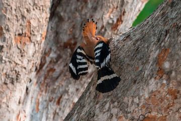 Common Hoopoe, Hoopoe (Upupa epops) The body has light brown stripes. or white and black The mouth is long, slender and curved. Feeding the baby. Phra Nakhon Si Ayutthaya, Thailand.