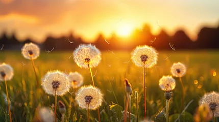 Poster Aerial caps of field dandelions in the sunset rays. © index74