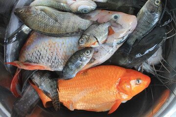 Bunch of fresh fish in aluminum container on table