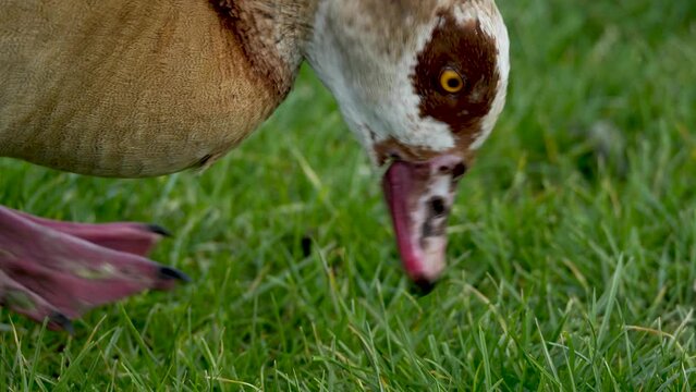 An Egyptian goose head is picking grass on a meadow	