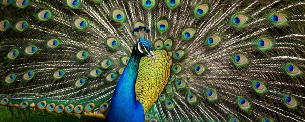 Fototapeta premium A beautiful peacock