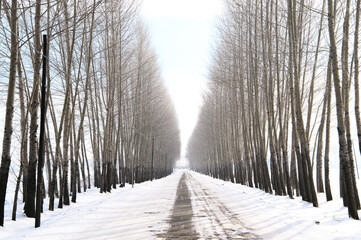 木々の雪道