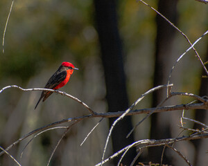 Pyrocephalus obscurus