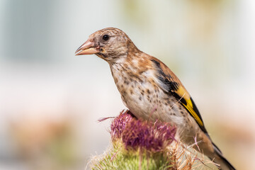 European goldfinch with juvenile plumage, feeding on the seeds of thistles. Carduelis carduelis.