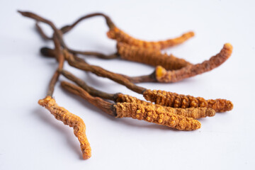 Cordyceps or Ophiocordyceps sinensis mushroom herb is fungus for used as medicine on white background. © amazing studio