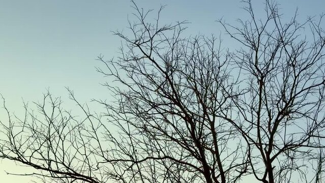 Dry and leafless trees against the blue sky, View of dead tree branches, A brown dry tree without leave