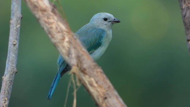 Close-Up of Blue-Gray Tanager Perched on Branch in Columbia