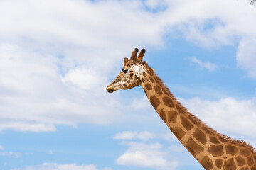 A giraffe on a background of clouds