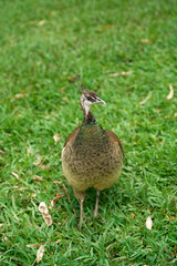 peacock, on the green grass, close-up