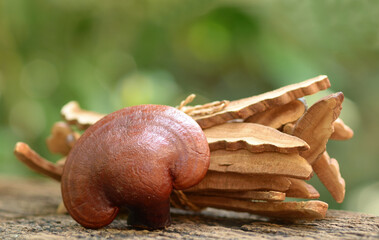 Ganoderma Lucidum Mushroom on wooden background, Herbs for health, Background beautiful.