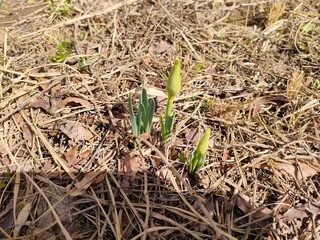 close up of grass