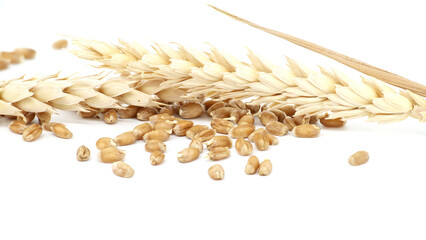 Ears of wheat and wheat grains isolated on white