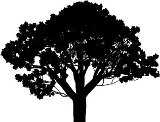 tree silhouette