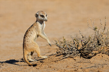Alert meerkat (Suricata suricatta) in natural habitat, Kalahari desert, South Africa.