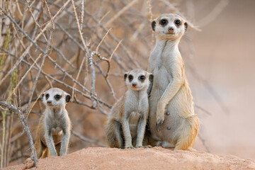 Alert meerkat (Suricata suricatta) family in natural habitat, Kalahari desert, South Africa.