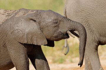 Portrait of a young African elephant (Loxodonta africana), Kruger National Park, South Africa.