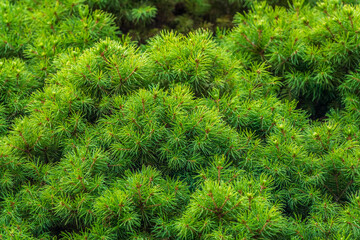Fir branches with in the sunset light. Background of Christmas tree branches.