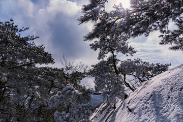 북한산 국립공원 사패산 정상근처 바위틈새의  소나무-북한산 국립공원, 서울 대한민국