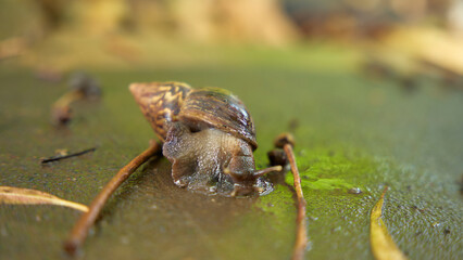 snail, after the rain, on the road, close-up
