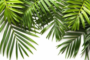 Tropical palm leaf border isolated on a clean white background