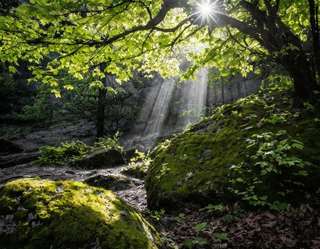 Picture sunlight filtering through leaves, moss-covered rocks, and the gentle rustle of leav