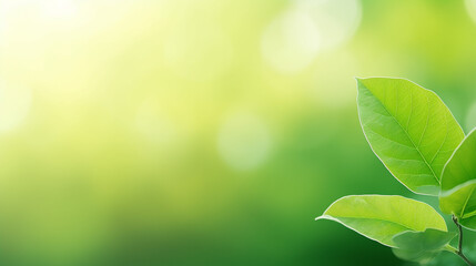Fototapeta na wymiar Close up of green nature leaf on blurred greenery background
