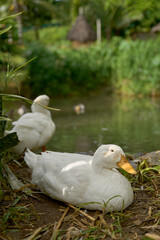 goose by the pond, close-up, in the wild