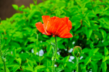 A vivid red  full-blown tulip stands out against a  green background, symbolizing the vibrant...