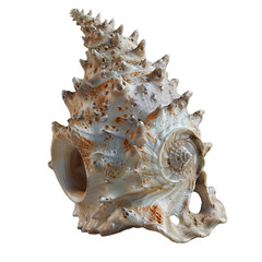 Fototapeta premium sea shell isolated on transparent background, png