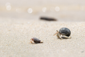 砂浜の二匹のヤドカリ